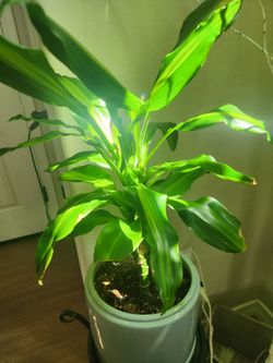 Dracaena Cintho in Ceramic Planter