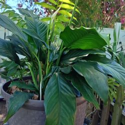 Peace Lilly Plants