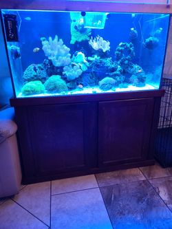 Reef Aquarium