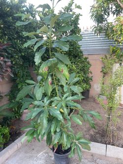 Hass Avocado tree
