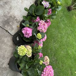 Hydrangeas Pink Color 5 Gallon 25$ Each
