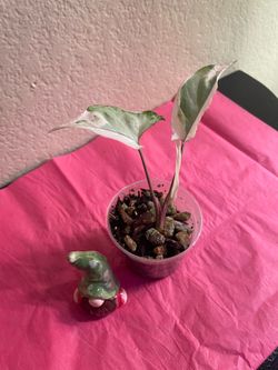 Syngonium Starlite