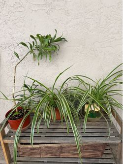 Spider plant