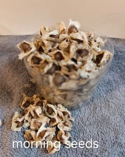 Moringa Seeds 200