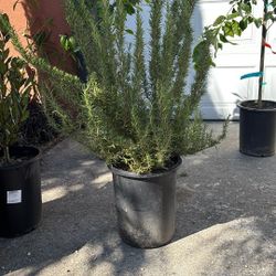 Rosmary ‘Tuscan Blue’ 5gal