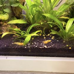 Aquarium Miscellaneous Items