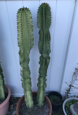Cacti for Sale
