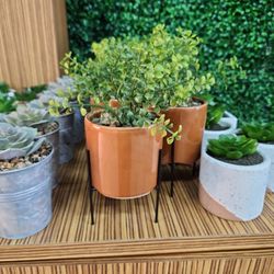Beautiful Artificial Succulent Plants $5