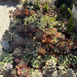 Succulent Plants 