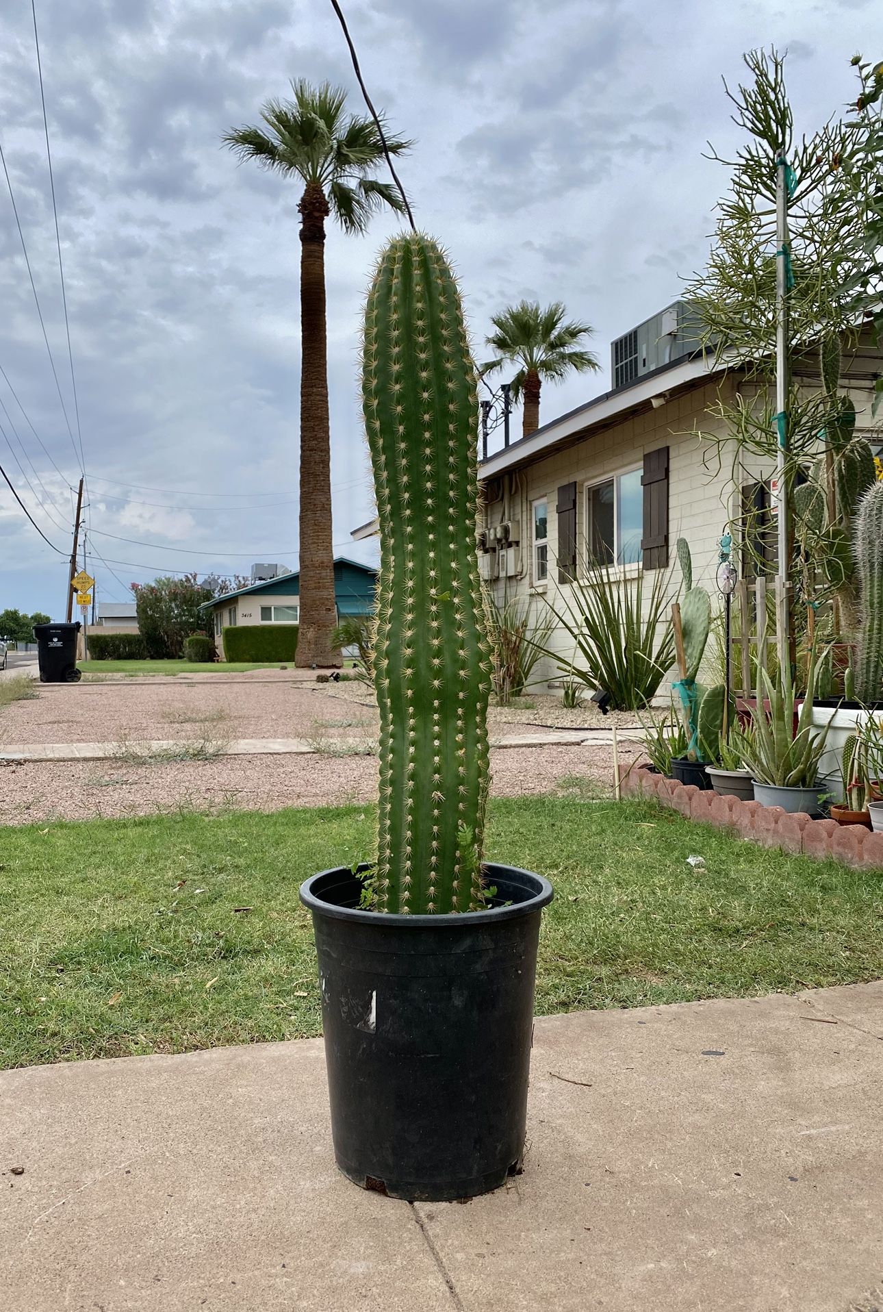 Large Giant Argentine Cactus Plat