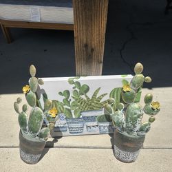 Cactus Decor