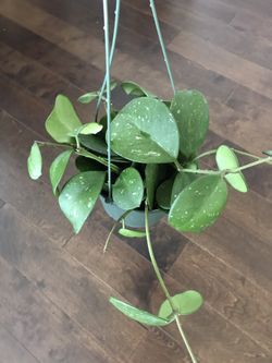 Large Hoya Obovata Plant