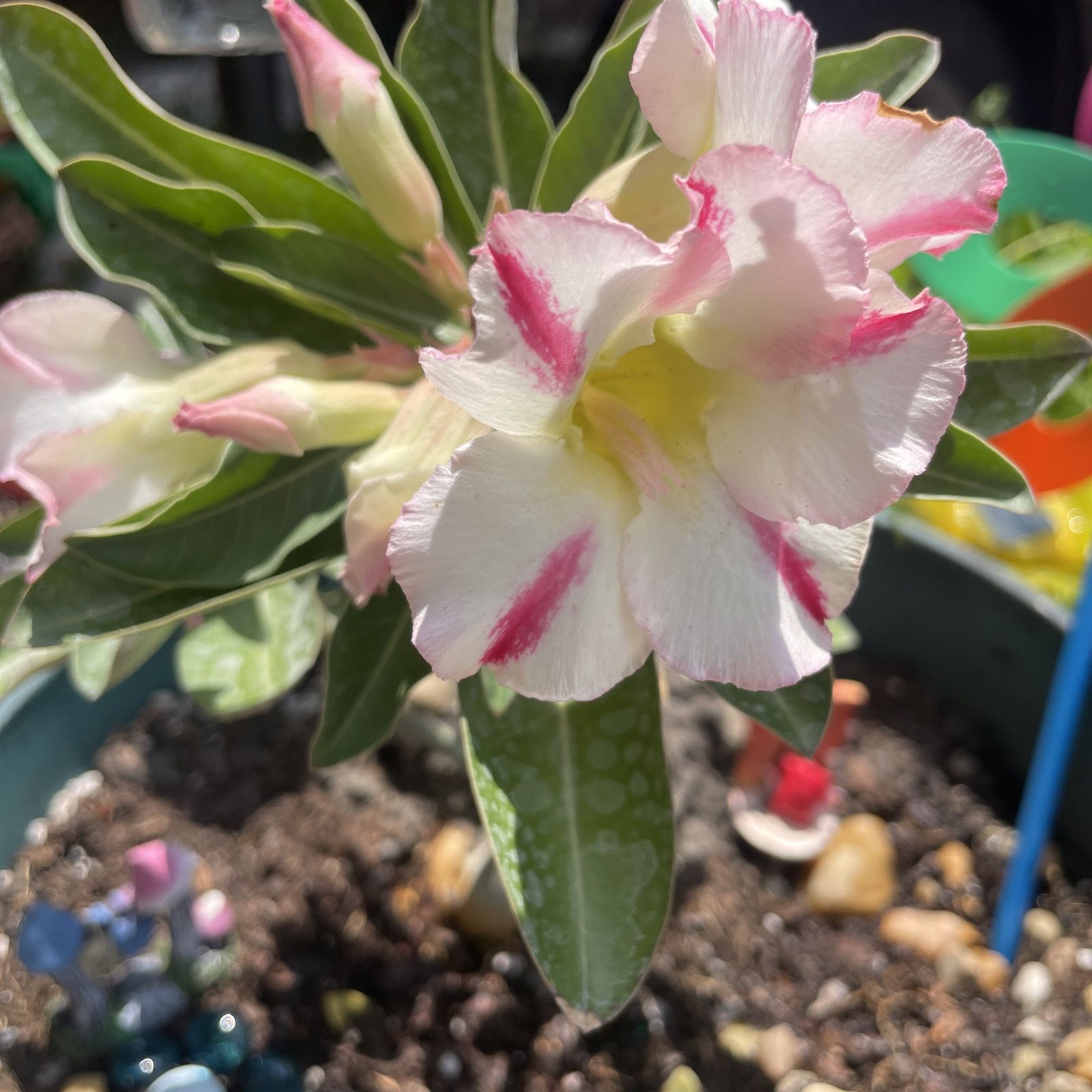 Desert Rose Live Plant Shipping From Florida