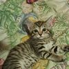 Jack Lope