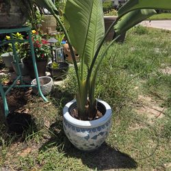 Chinese Planter With Bird Of Paradise 