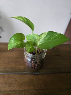 Live Plant neon marble pothos