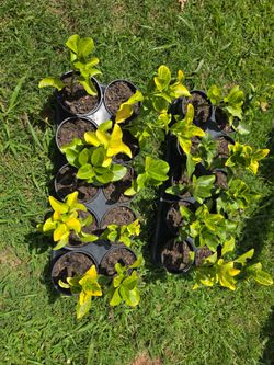 Golden Euonymus  bush