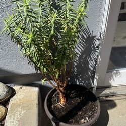 Miniature pine tree (Crassula tetragona)  succulent 