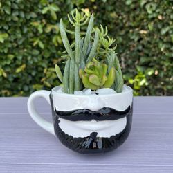Succulents 