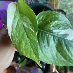  Epipremnum pinnatum variegated Albo