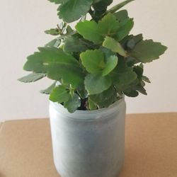 Succulent In A Jar