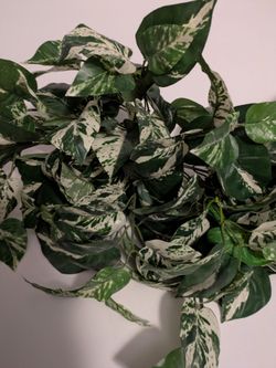 Plant Artificial Variegated Pothos Trailing Vine Bush 31 L x 14 H