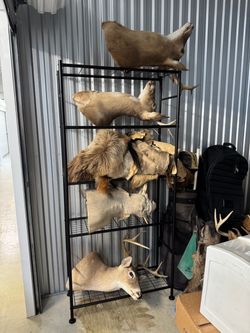Various taxidermy animals