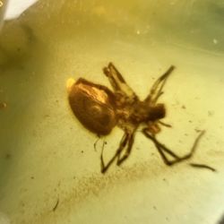 This is a natural Jurassic Baltic amber fossil containing a well‑preserved ancient spider. Trapped in tree resin over150 million years ago, it has bee