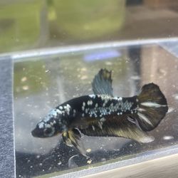 Betta Toy