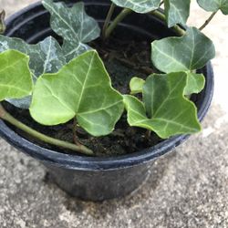 English Ivy (Hedera helix) Poet’s Ivy plant - 3.5 inch pot 