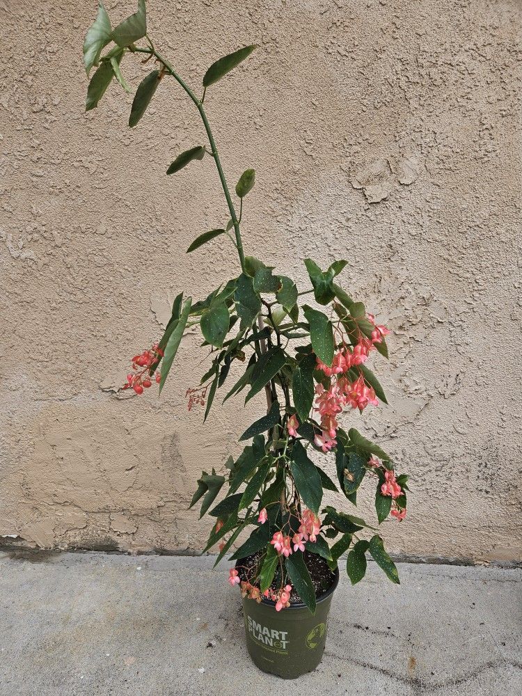 Begonia Plant