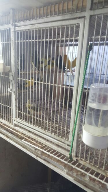 Canary Canarios a la venta. $20