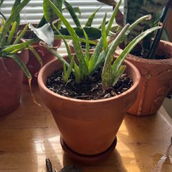 Alovera 5 Plants, 2 Medium 3 Babies