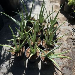 Aloe Vera