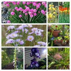 Huge plant sale