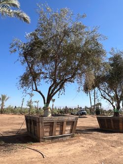 Mature Olive tree