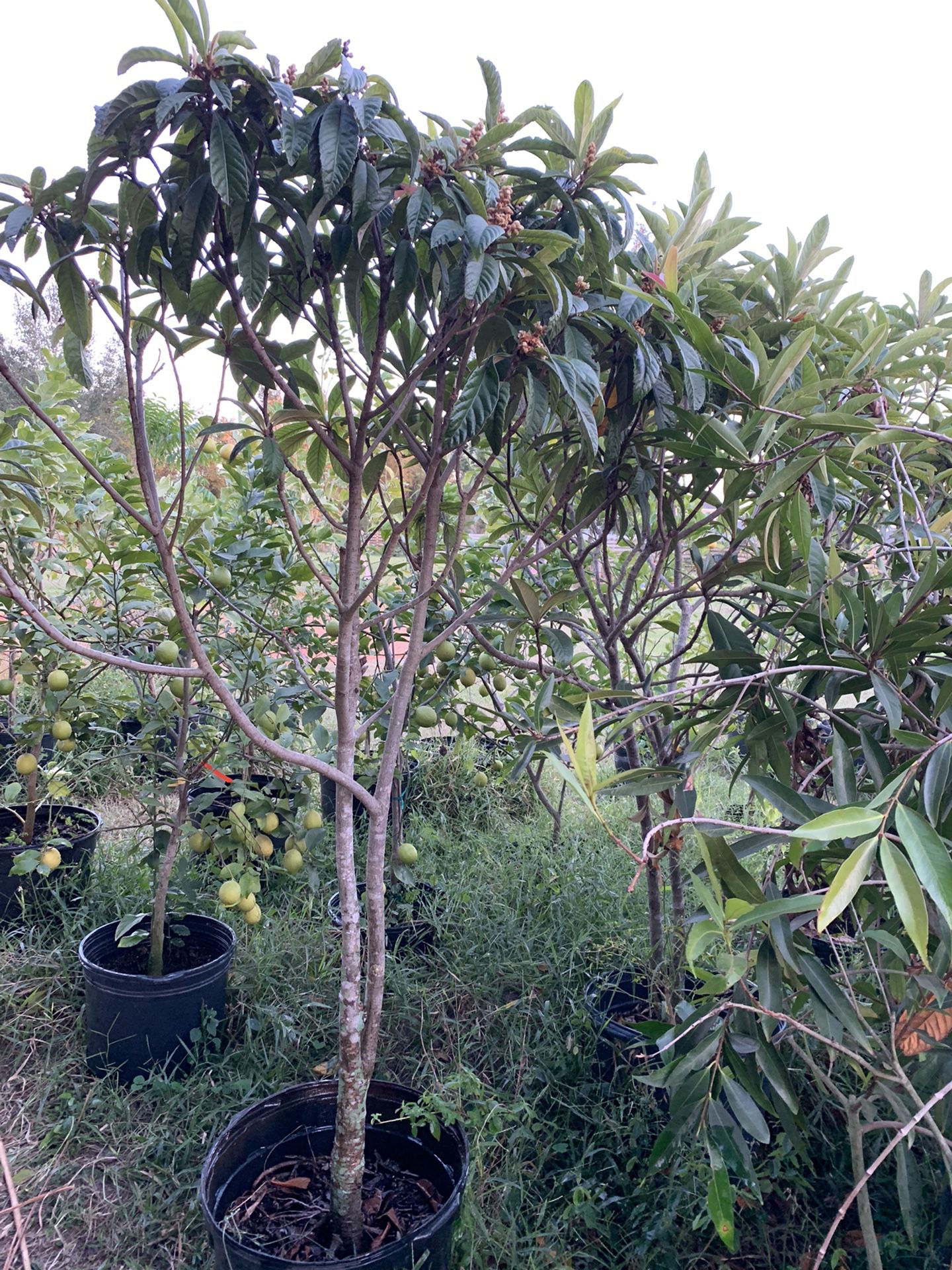 Loquat Tree With Flower 6-7 Ft Tall 15 Galon Pot (will Fruiting Soon )