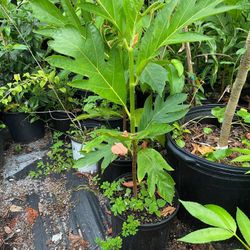 Breadfruit (Pana)  Plant