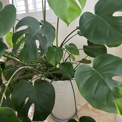 Big potted Monstera plant