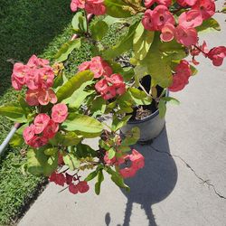 Plantas