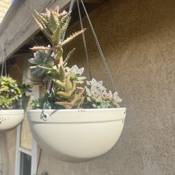Assorted Succulents
