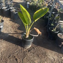 Birds Of Paradise Plants