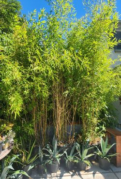 Bamboo