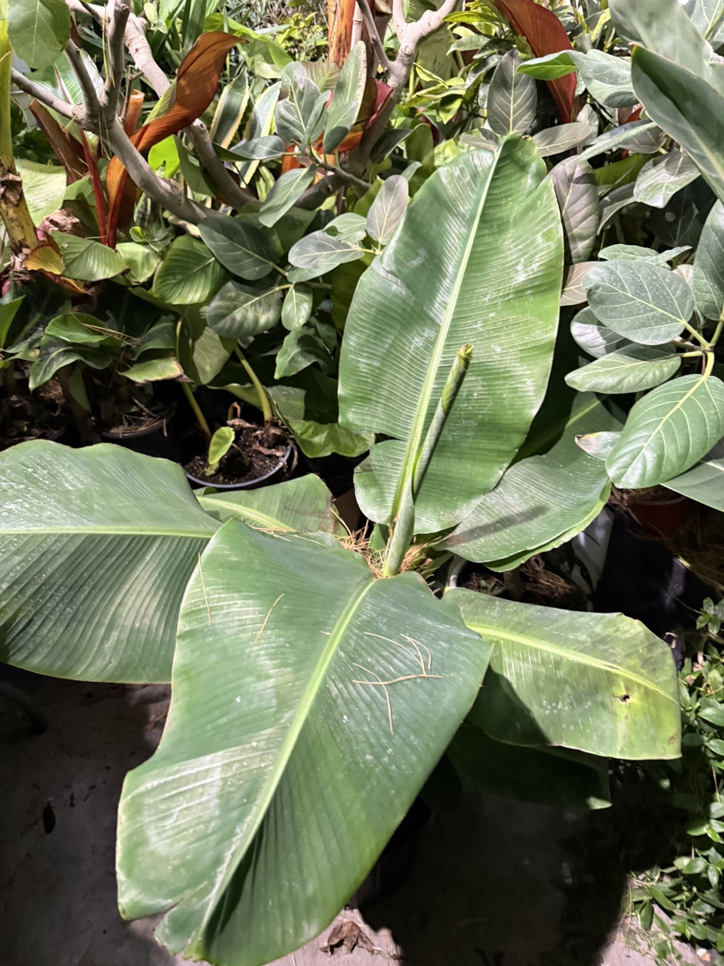Cavadish Banana Plant