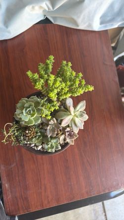 Mother’s Day: Succulents 6 in  ceramic pot .