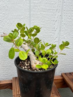 Green Island Ficus Pre Bonsai Banyan Tree