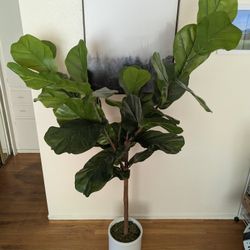 Fake Fig Plant 6' Tall