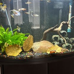 36 Gallon Bow Front and Stand With Light In Lid 