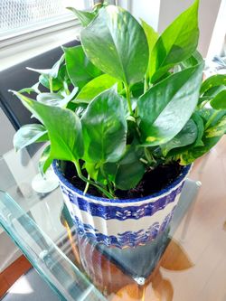 Green healthy plant in a beautiful ceramic planter.
