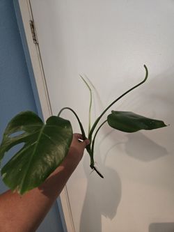 Monstera Cutting 